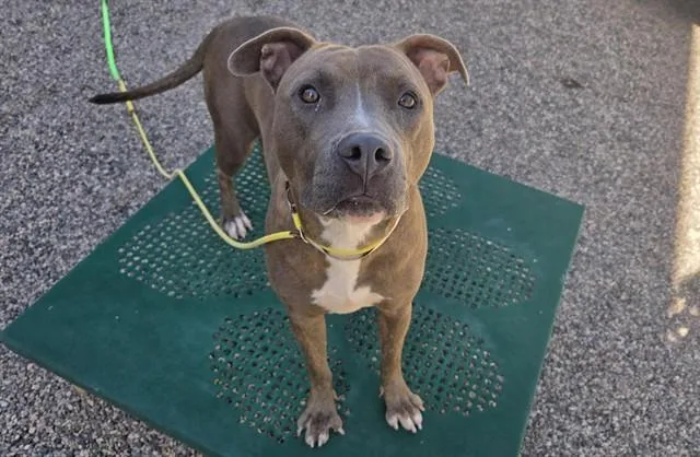 A young large-sized female Pit Bull Terrier dog named Yari for adoption in Mesa, AZ