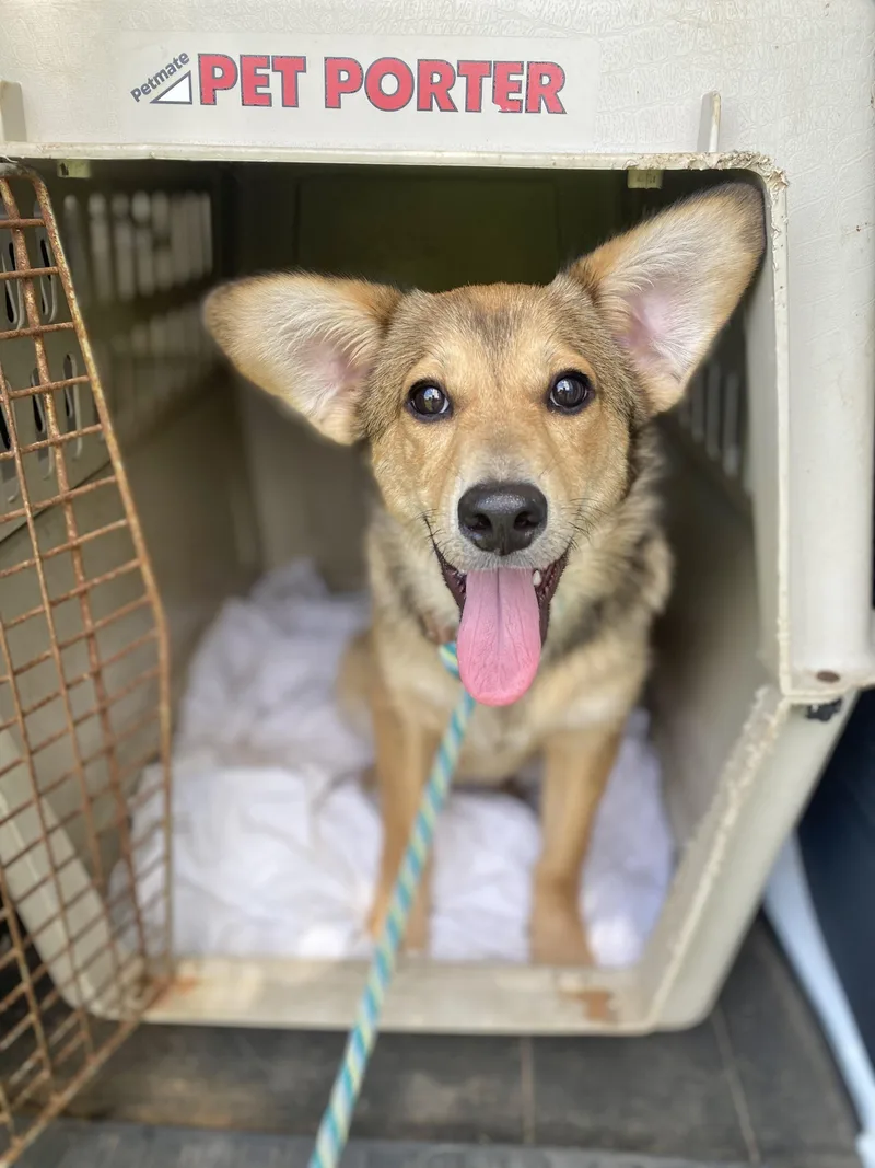 A baby medium-sized male Corgi dog named Kit for adoption in Manchester, CT