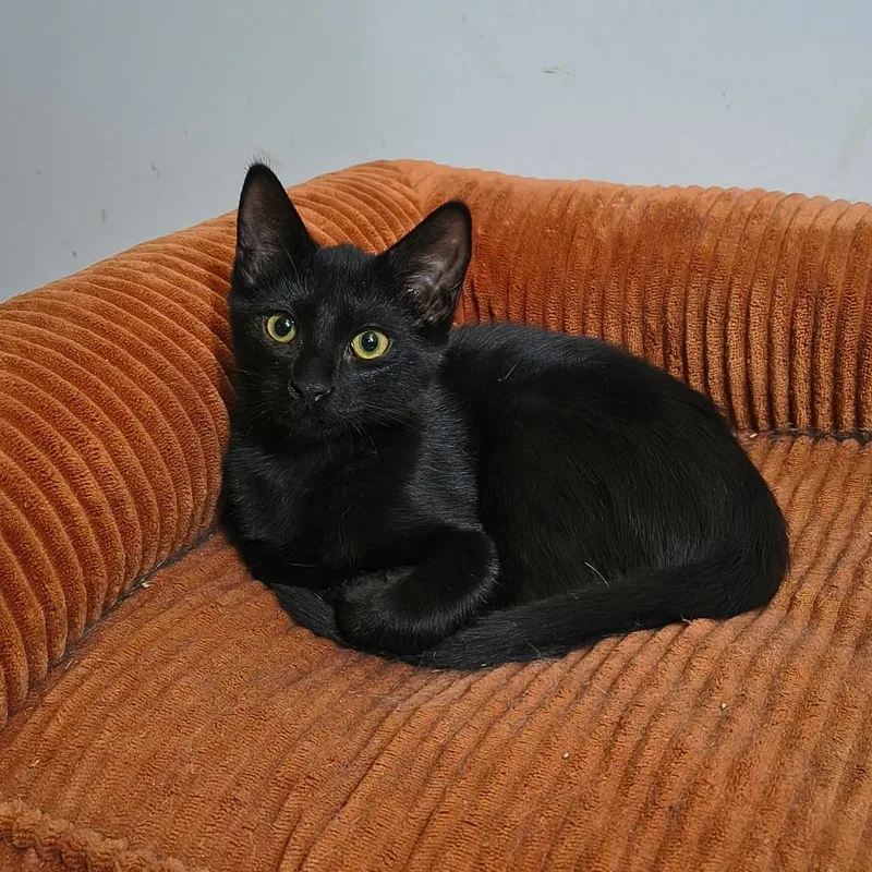 A baby small-sized female Black Domestic Short Hair cat named Coco for adoption in Hemet, CA