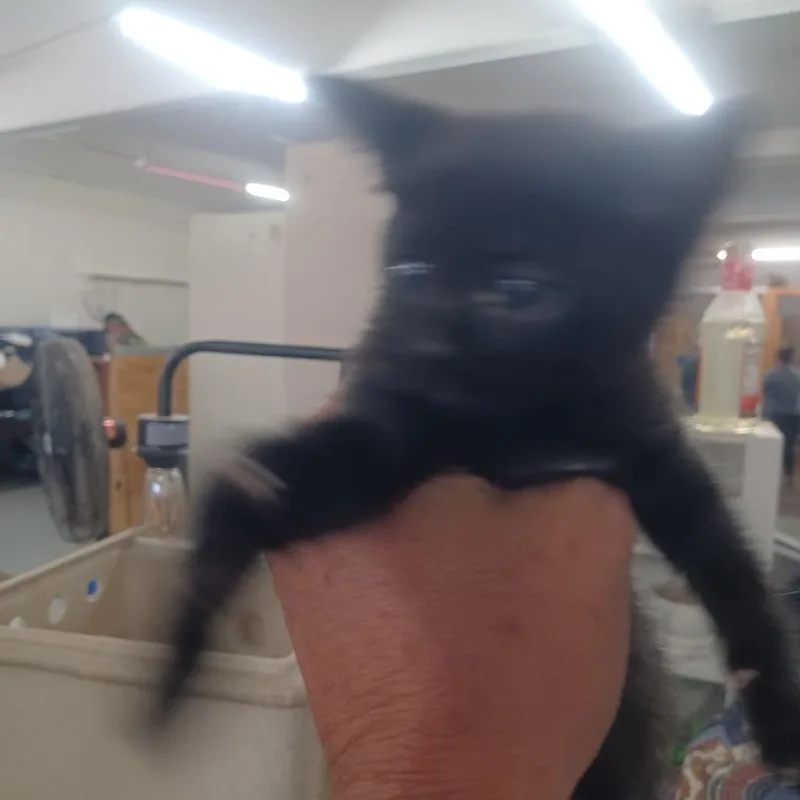 Coco thumbnail 2