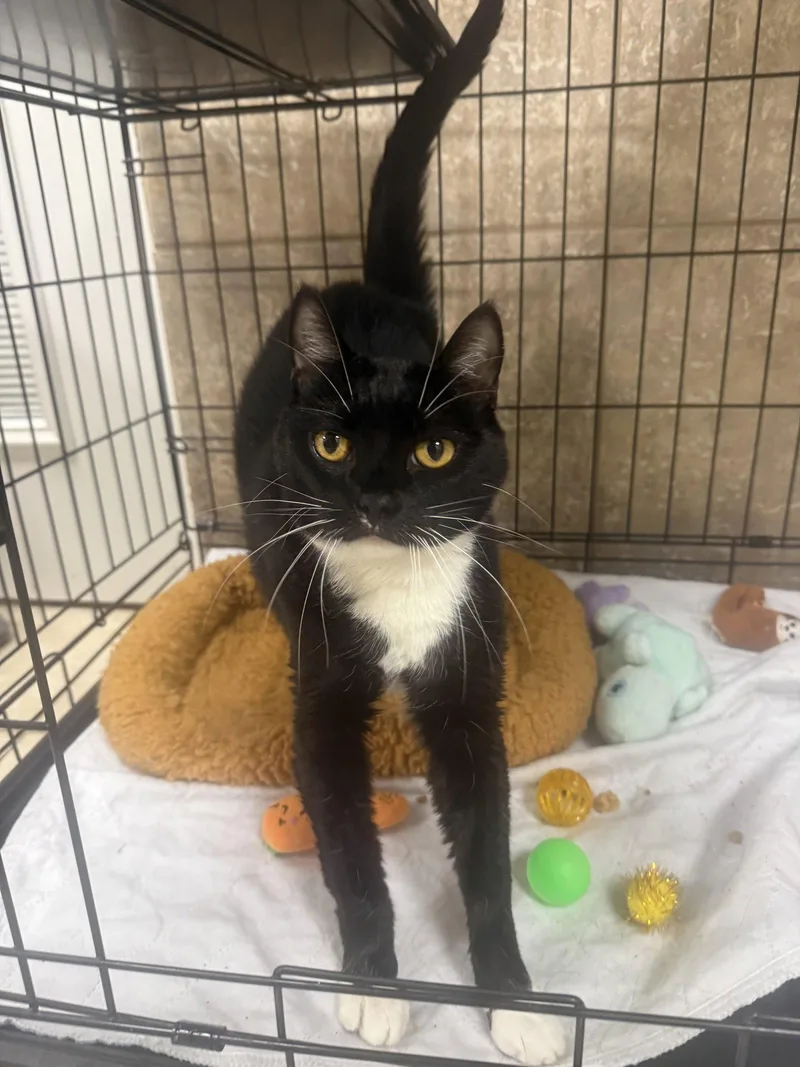 A young medium-sized female Black & White / Tuxedo Domestic Short Hair cat named Moonrain for adoption in Satellite Beach, FL