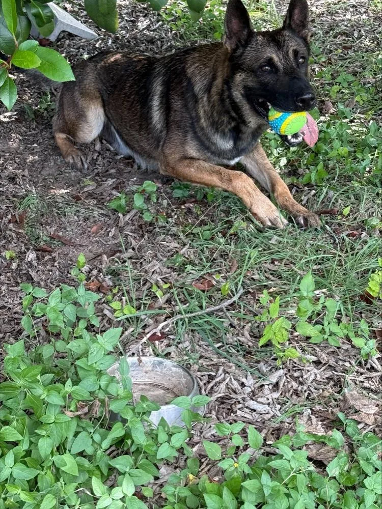 An adult large-sized male Bicolor German Shepherd Dog dog named Monty for adoption in Bandera, TX