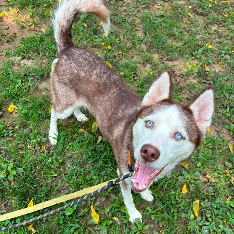 An adult medium-sized female Red / Chestnut / Orange Siberian Husky dog named Maggie for adoption in Phoenixville, PA