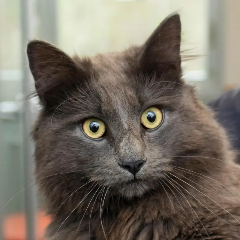 Tom