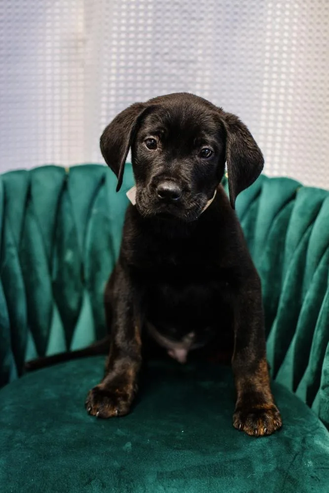 A baby large-sized male Black Rottweiler dog named Jersey for adoption in Frankfort, NY