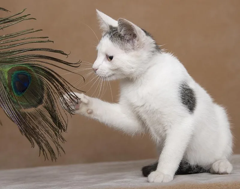 A baby medium-sized female White Domestic Short Hair cat named Emma & Ashley for adoption in Chicago, IL