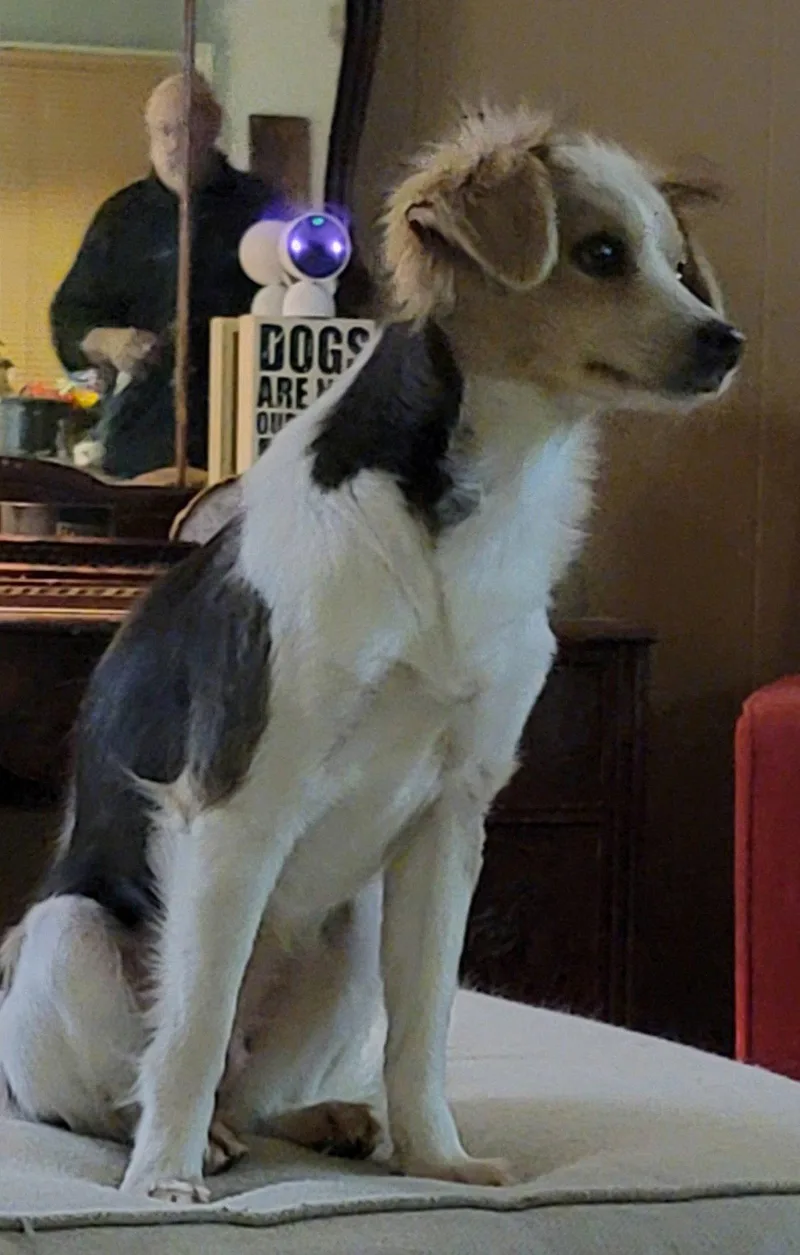 An adult small-sized female Spaniel dog named Cookie for adoption in Wetumpka, AL