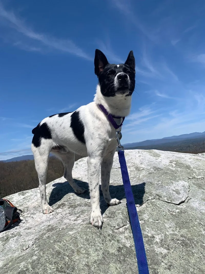 A young small-sized male Mixed Breed dog named Prince for adoption in Highland, NY