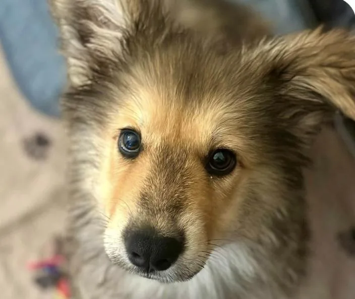 A baby medium-sized male Shepherd dog named Maverick for adoption in San Ramon, CA