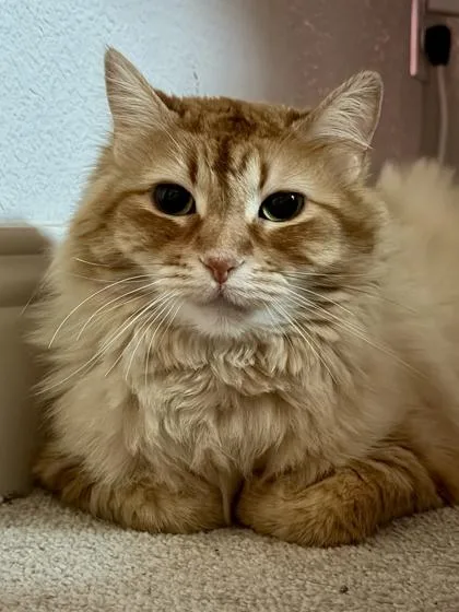 A senior medium-sized female Domestic Long Hair cat named Avery for adoption in Fort Worth, TX