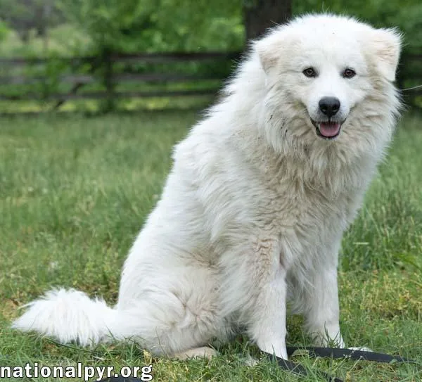 An adult large-sized male White / Cream Great Pyrenees dog named Aslan in TN for adoption in Beacon, NY