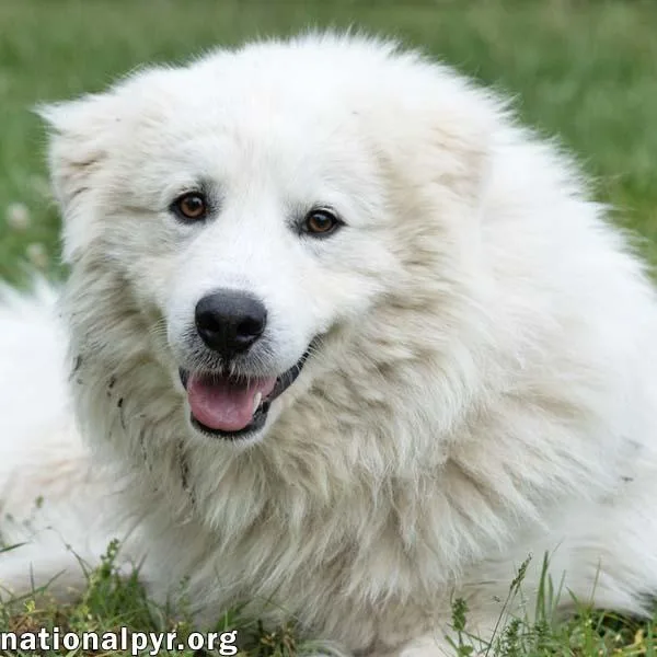 Aslan in TN  thumbnail 2