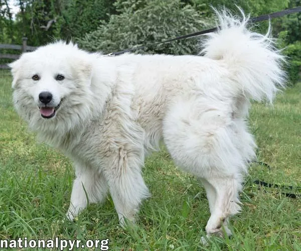Aslan in TN  thumbnail 3