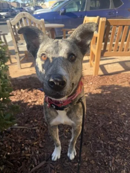 An adult medium-sized male Siberian Husky dog named Casper for adoption in San Diego, CA