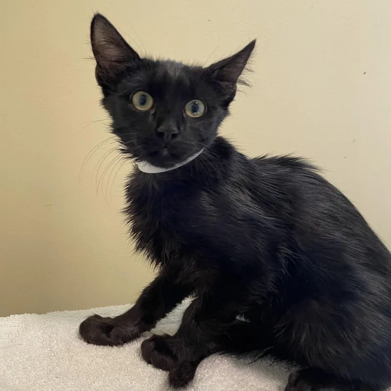 A baby small-sized male Black Domestic Medium Hair cat named Decilly for adoption in Pasadena, CA