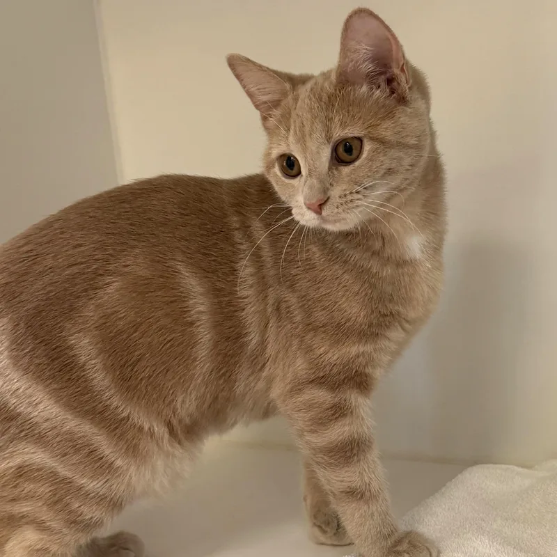A baby medium-sized female Buff / Tan / Fawn Domestic Short Hair cat named Rory for adoption in Libertyville, IL
