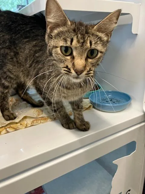 A young medium-sized female Domestic Short Hair cat named Jane Eyre for adoption in Mustang, OK