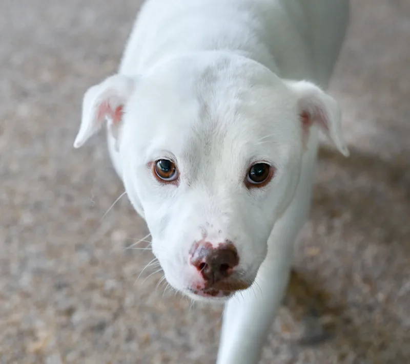 An adult medium-sized female White / Cream Terrier dog named Pixie for adoption in Chattanooga, TN