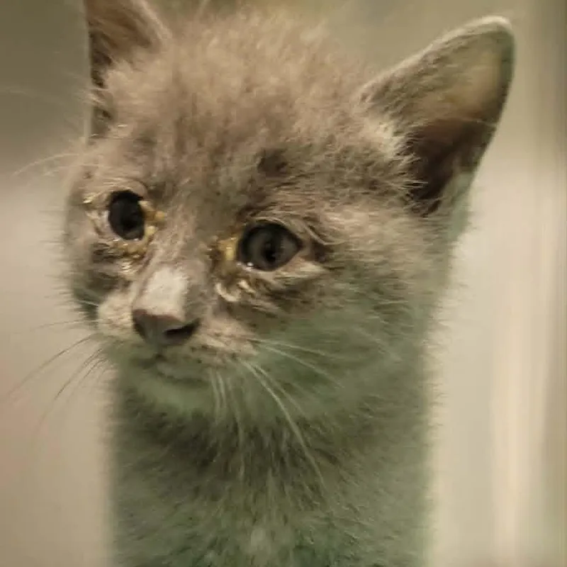 A baby small-sized male Gray / Blue / Silver Domestic Short Hair cat named Pecan for adoption in Concord, NC