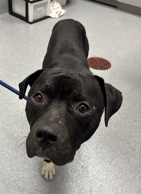 An adult large-sized male Pit Bull Terrier dog named Tonka for adoption in Indianapolis, IN