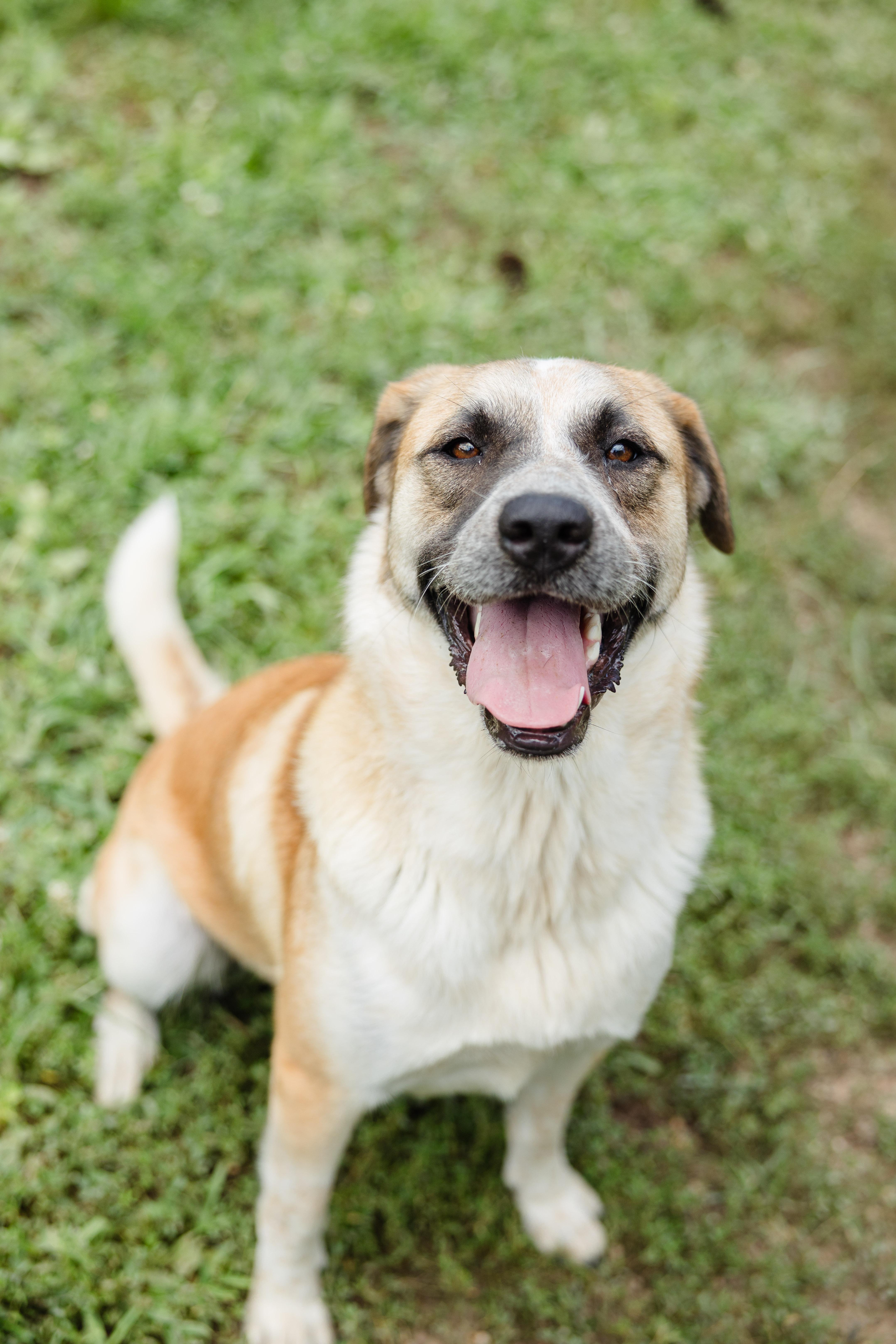 An adult large-sized female Anatolian Shepherd dog named LaRue for adoption in Newburgh, IN