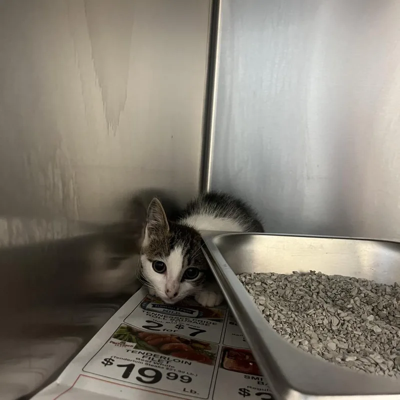 A baby small-sized female White Domestic Short Hair cat named Hoya for adoption in Columbus, GA
