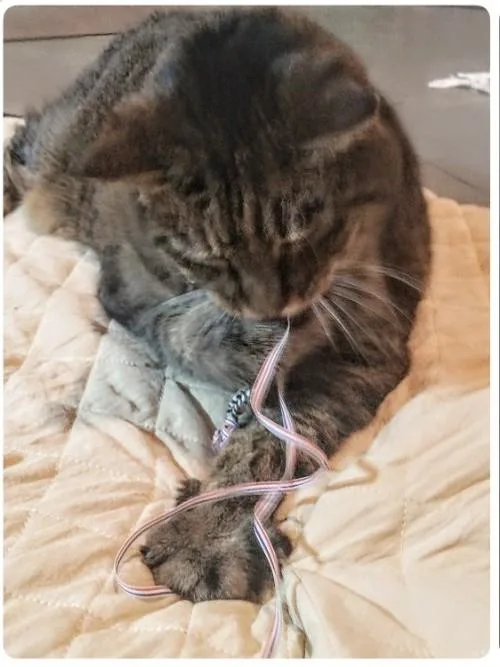 A senior medium-sized female Domestic Short Hair cat named Chicken Pot Pie for adoption in Derwood, MD