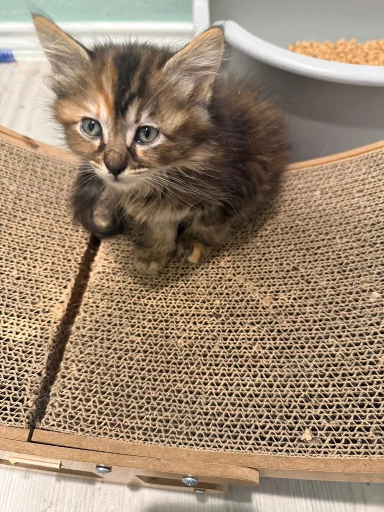 A baby large-sized female Maine Coon cat named Washi for adoption in New Braunfels, TX