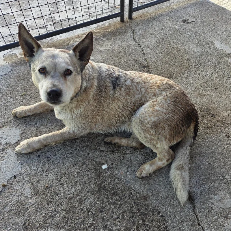 A senior medium-sized female Red / Chestnut / Orange Cattle Dog dog named Queenie for adoption in Fort Bragg, CA