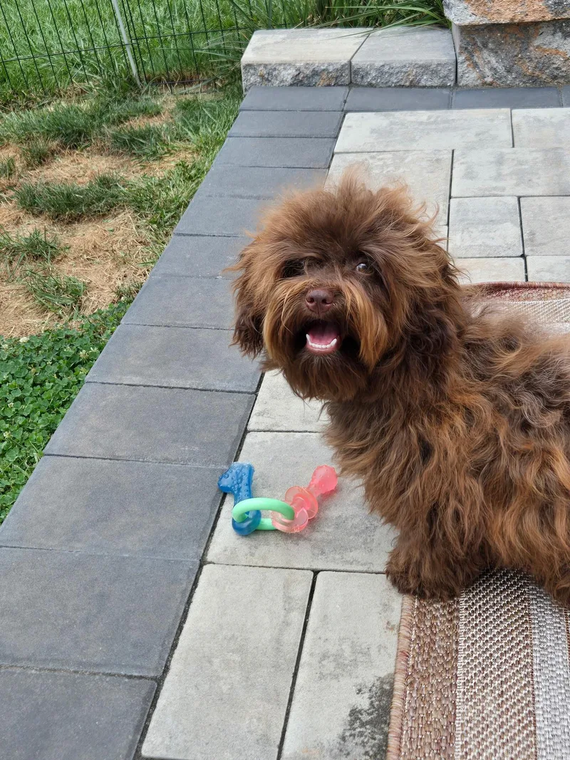 A baby small-sized female Russian Toy Dog dog named Tiki for adoption in Catlettsburg, KY