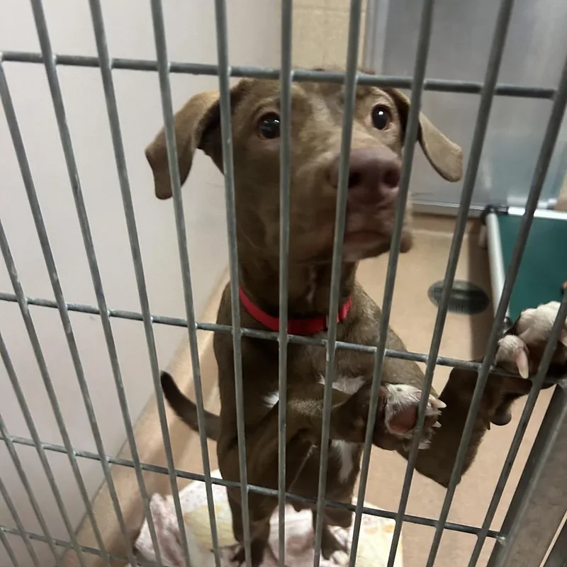A young medium-sized female Black Pit Bull Terrier dog named Chocolata for adoption in Palm Springs, CA