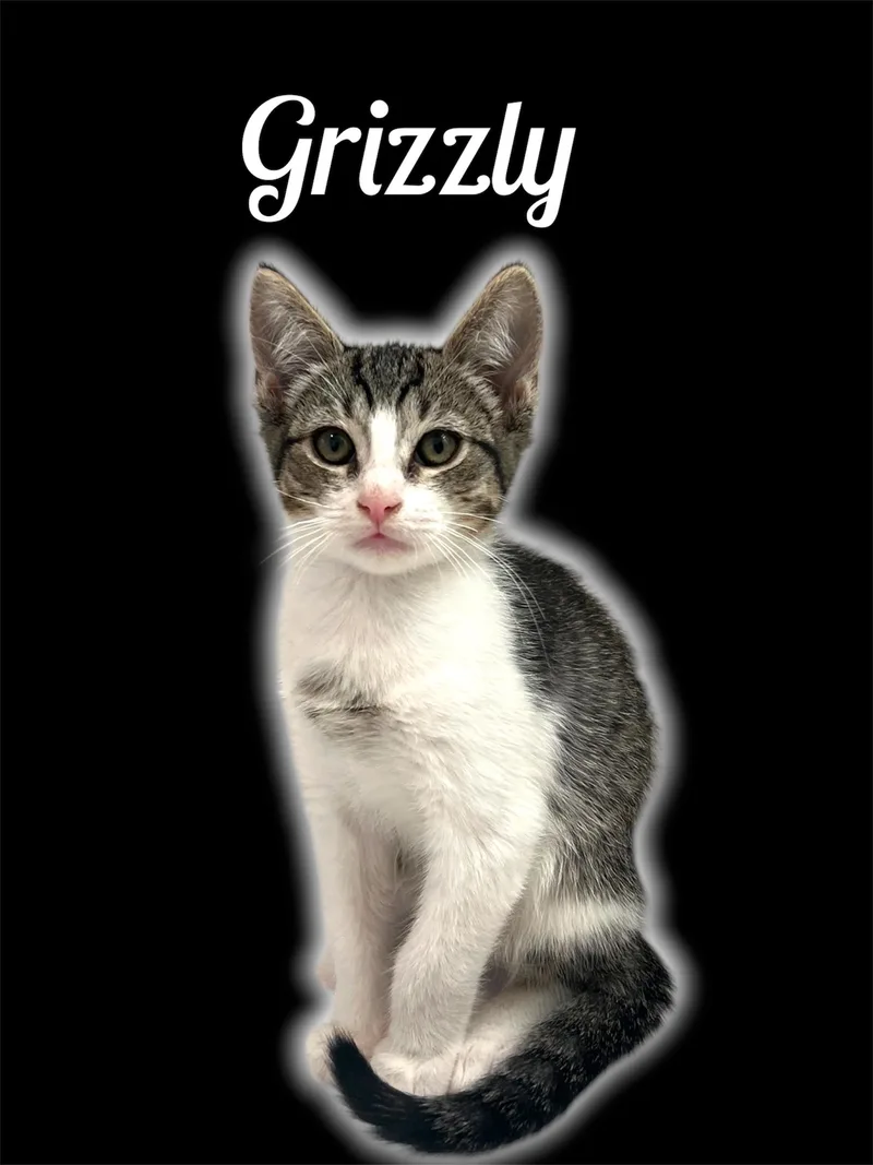 Grizzly