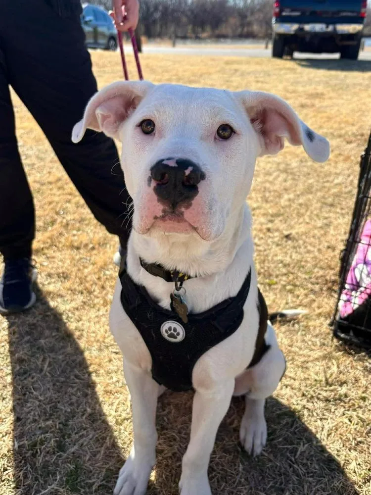 A baby large-sized male Tricolor (Brown, Black, & White) Staffordshire Bull Terrier dog named Bolt for adoption in Shawnee, OK