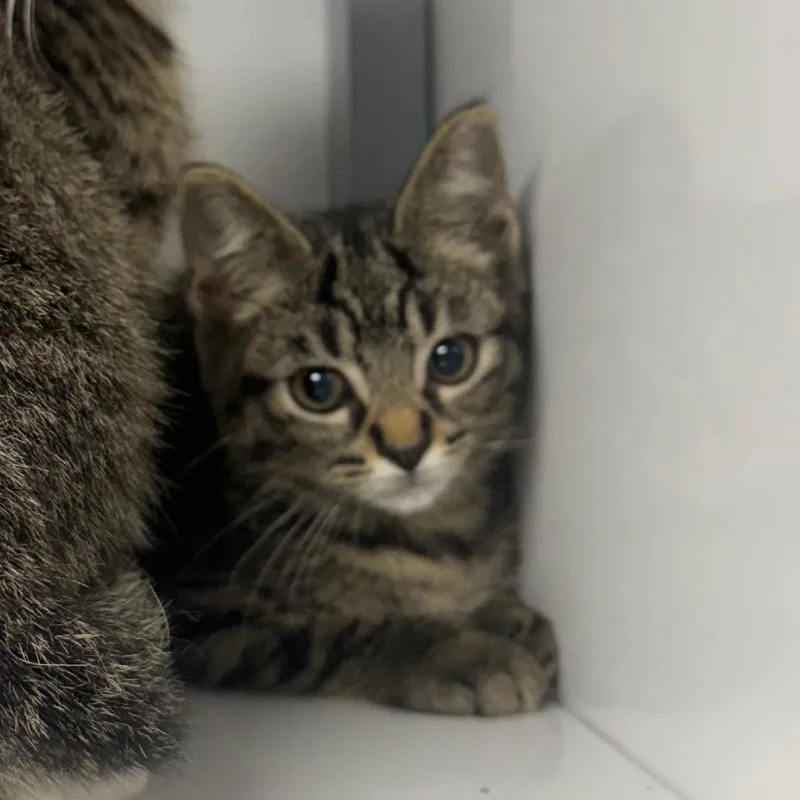 A baby small-sized male Brown / Chocolate Domestic Short Hair cat named Finn for adoption in Shelbyville, IL