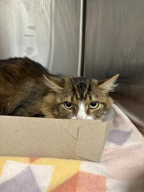 An adult small-sized male Domestic Short Hair cat named Mr Bond for adoption in Indianapolis, IN