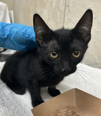 A baby small-sized female Domestic Short Hair cat named Hilda for adoption in Honolulu, HI