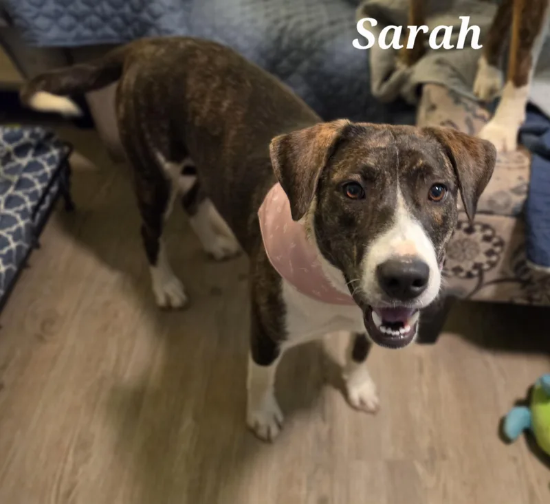 A young medium-sized female Brindle Boxer dog named Sarah for adoption in Medfield, MA