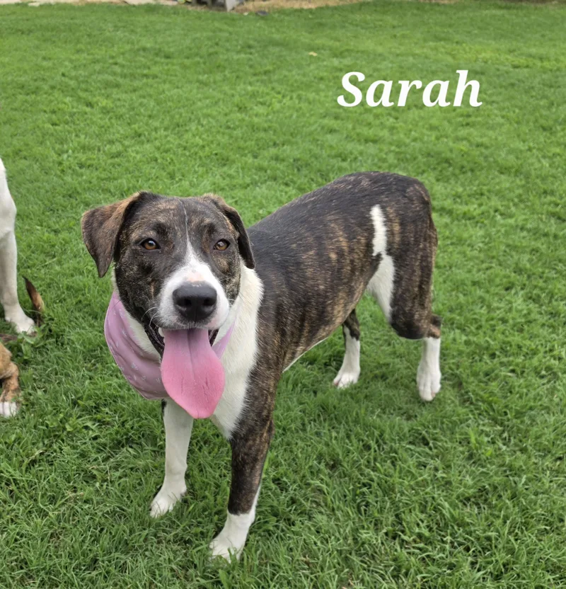 Sarah thumbnail 3