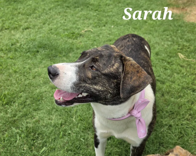 Sarah thumbnail 4