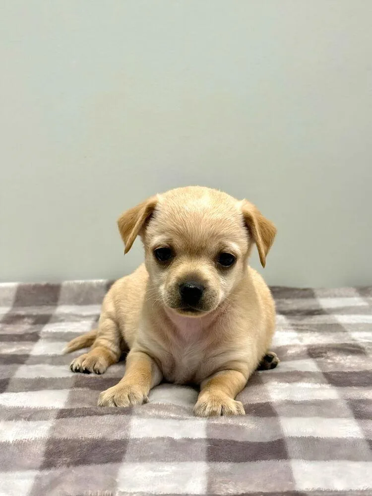 A baby small-sized male Poodle dog named Cane for adoption in Beaumont, CA