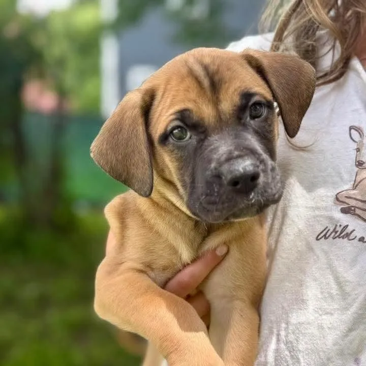 A baby medium-sized male American Staffordshire Terrier dog named Sebastian for adoption in East Peoria, IL