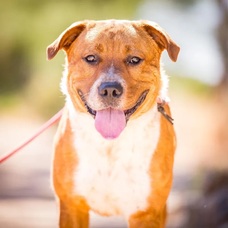 A young medium-sized male Apricot / Beige Australian Shepherd dog named Teddy Graham for adoption in Joshua Tree, CA