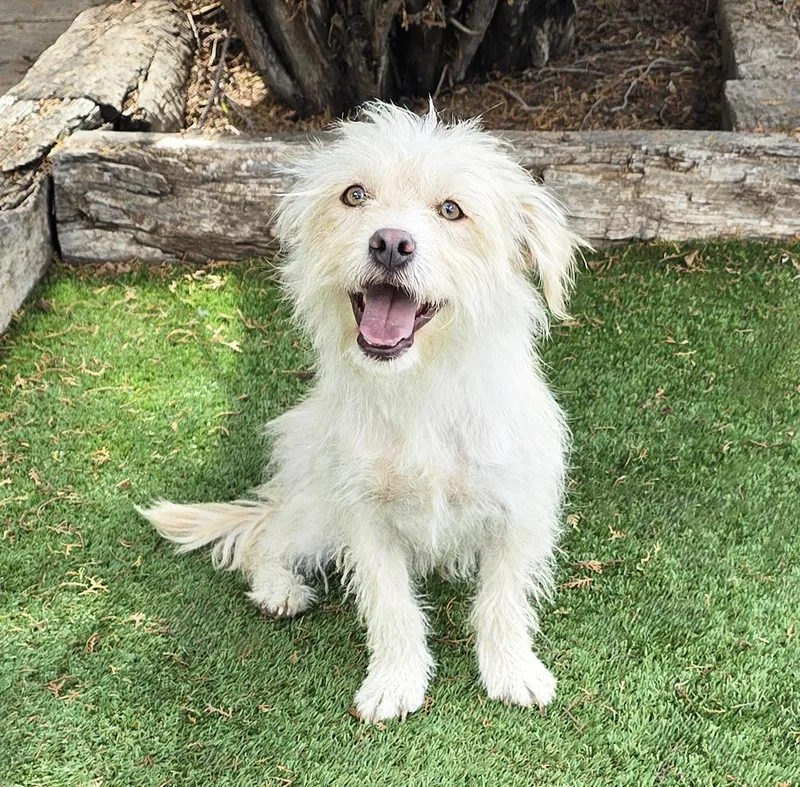 A young small-sized male White / Cream West Highland White Terrier / Westie dog named Darling Lil Mr Darby for adoption in Albuquerque, NM