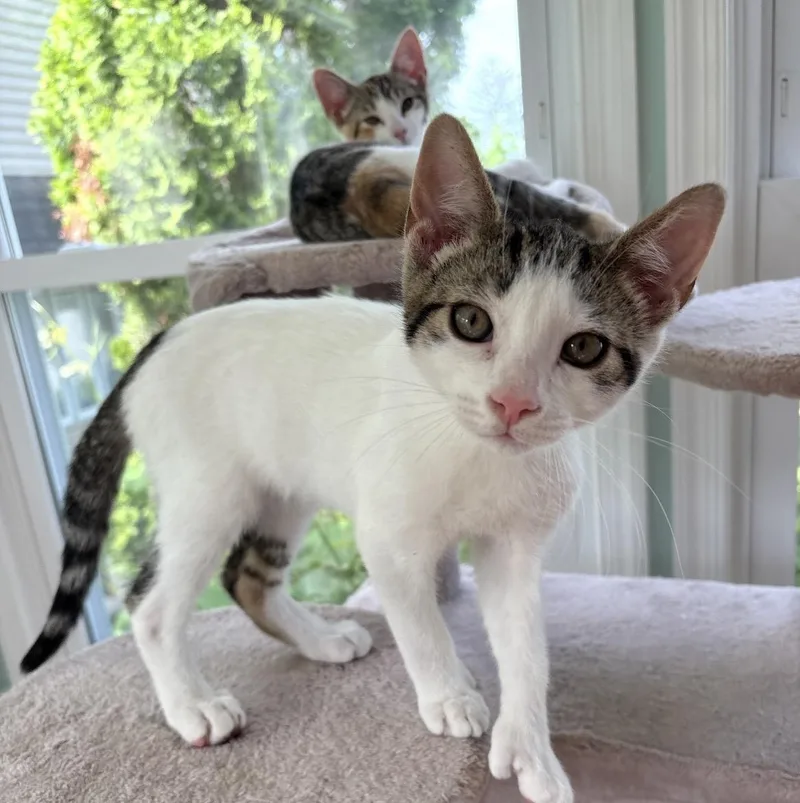 A baby small-sized male Domestic Short Hair cat named Trillion for adoption in Havertown, PA