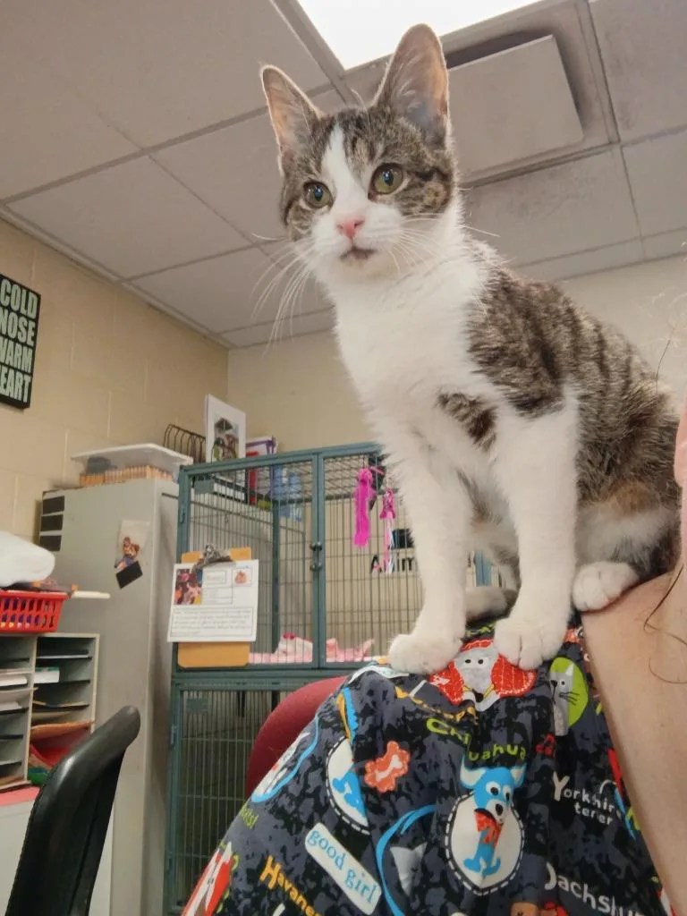 A baby small-sized female Tabby cat named Bunny for adoption in Hamilton, OH