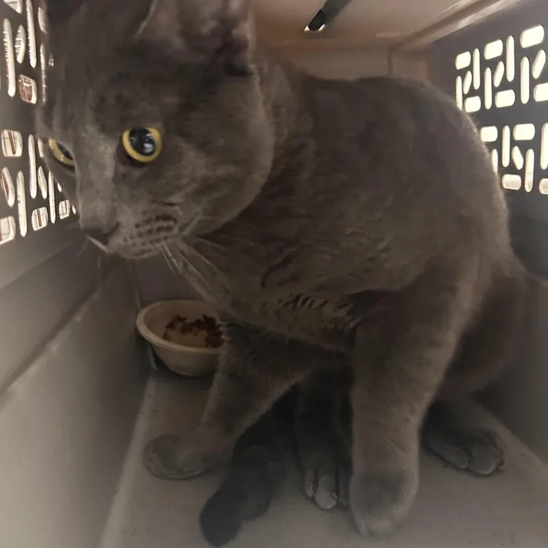 An adult large-sized male Gray / Blue / Silver Domestic Short Hair cat named Broad Grayson for adoption in Philadelphia, PA