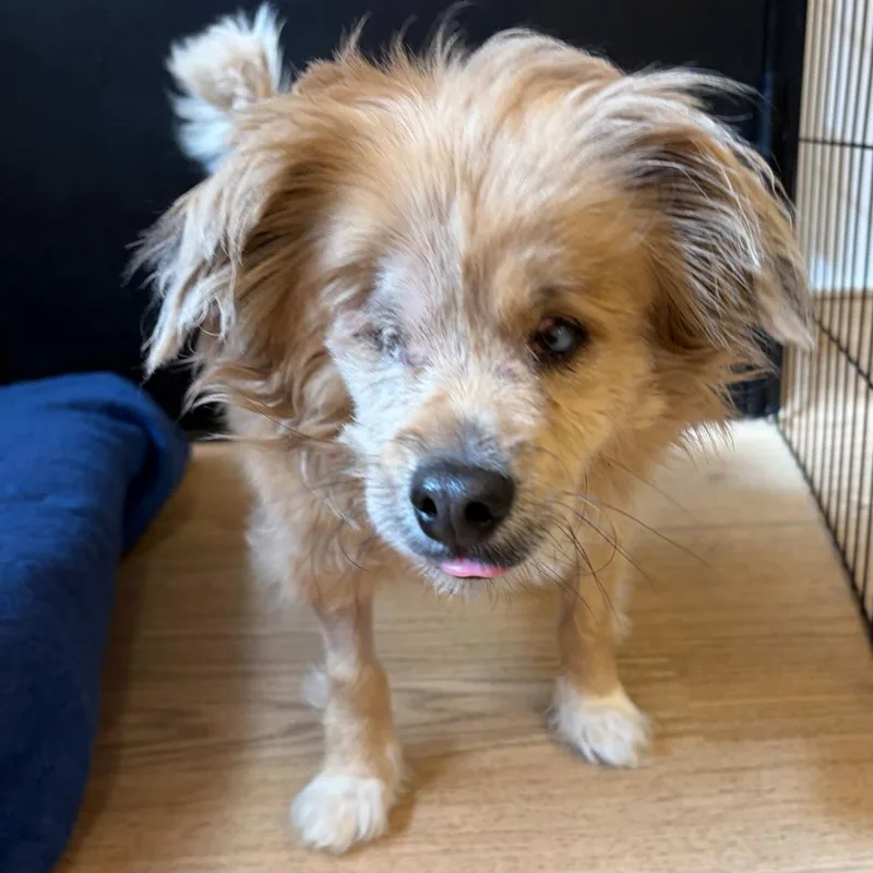 A senior small-sized male Apricot / Beige Spaniel dog named Sweeney Todd for adoption in San Francisco, CA