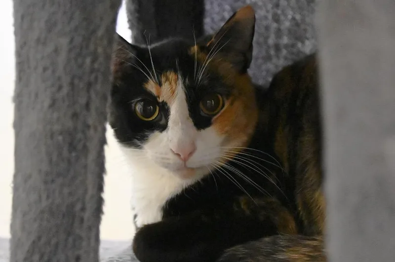 A baby medium-sized female Domestic Short Hair cat named Coco for adoption in St. James City, FL
