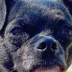 Otis