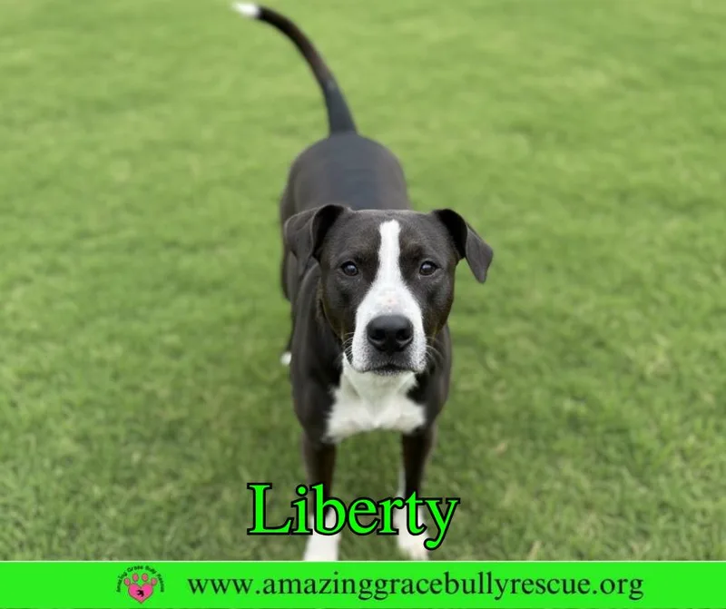 A young large-sized female Labrador Retriever dog named Liberty for adoption in Pensacola, FL